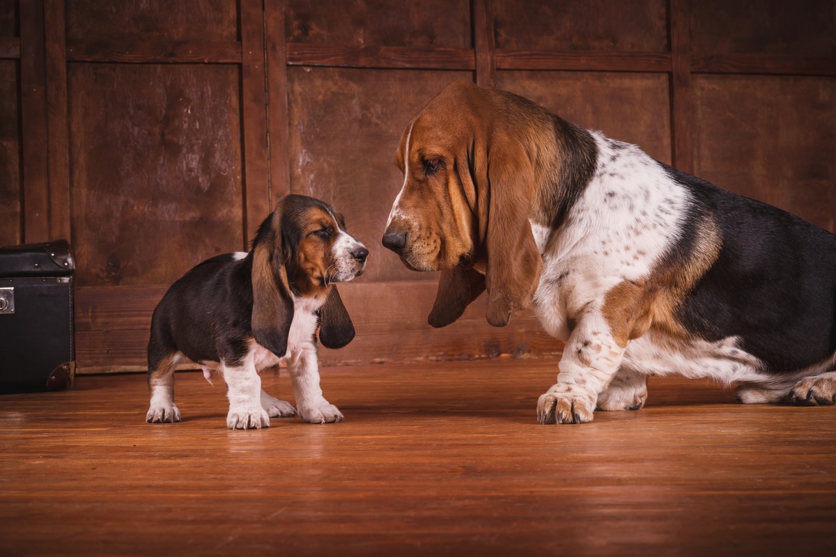 Basset Hound’s Heartwarming Love for His Tiny Puppy Sibling Will Melt Any Heart