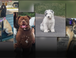 Orange County Trainer Charged as 11 Dogs Perish Under His Care Orange County Trainer Charged as 11 Dogs Perish Under His Care