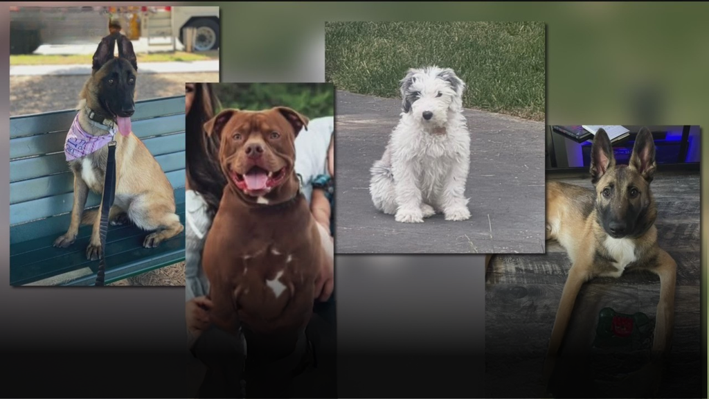 Orange County Trainer Charged as 11 Dogs Perish Under His Care