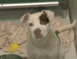 ARNO Unveils State-of-the-Art Shelter for Pets in New Orleans