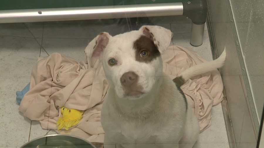 ARNO Unveils State-of-the-Art Shelter for Pets in New Orleans