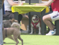 Heat Safety Tips: Protecting Iowa Pets in Scorching Temperatures Heat Safety Tips: Protecting Iowa Pets in Scorching Temperatures