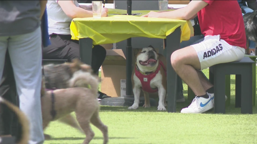 Heat Safety Tips: Protecting Iowa Pets in Scorching Temperatures