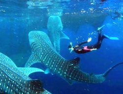 Swim With the Giants: Whale Shark Season Begins in Baja California
