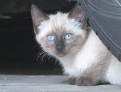 Eastern Iowa Friends Race Against Time to Rescue Nine Stray Kittens