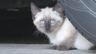 Eastern Iowa Friends Race Against Time to Rescue Nine Stray Kittens