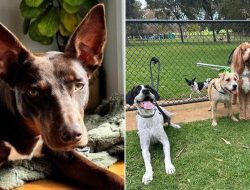 Aussie Couple’s Rescue Kelpie Tug-of-War with Shelter Aussie Couple’s Rescue Kelpie Tug-of-War with Shelter