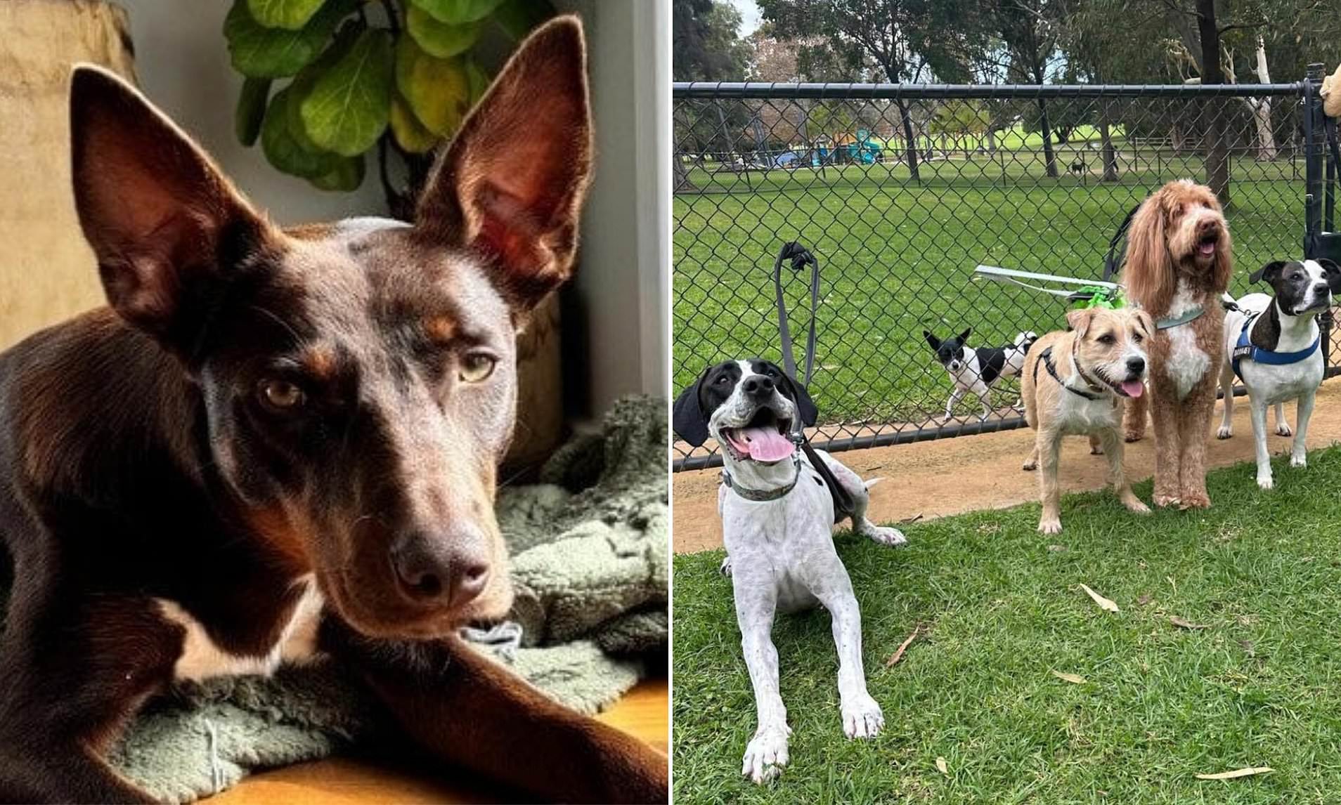 Aussie Couple’s Rescue Kelpie Tug-of-War with Shelter