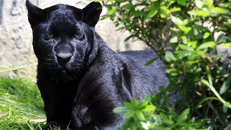 Bulgaria’s Hunt for the Elusive Black Panther Near Shumen