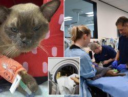 Pablo the cat’s unbelievable one hour washing machine ordeal