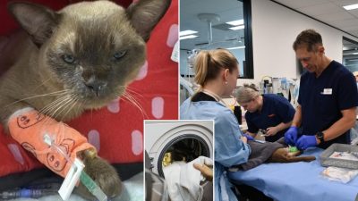 Pablo the cat’s unbelievable one hour washing machine ordeal