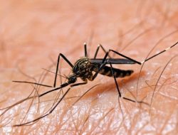Illinois Reports First Human West Nile Virus Case of 2025 Illinois Reports First Human West Nile Virus Case of 2025