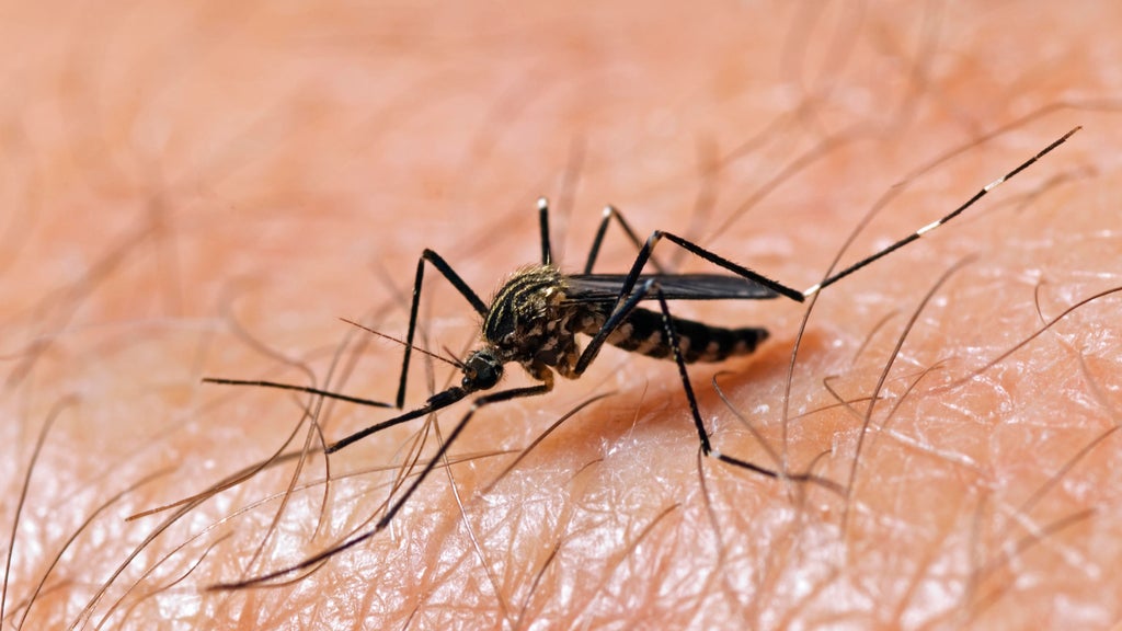Illinois Reports First Human West Nile Virus Case of 2025