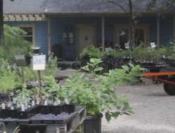 Missouri Governor Weighs In on Bill to Ban Invasive Plant Sales Missouri Governor Weighs In on Bill to Ban Invasive Plant Sales