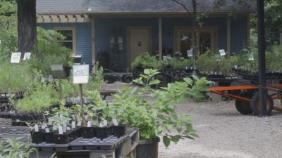 Missouri Governor Weighs In on Bill to Ban Invasive Plant Sales