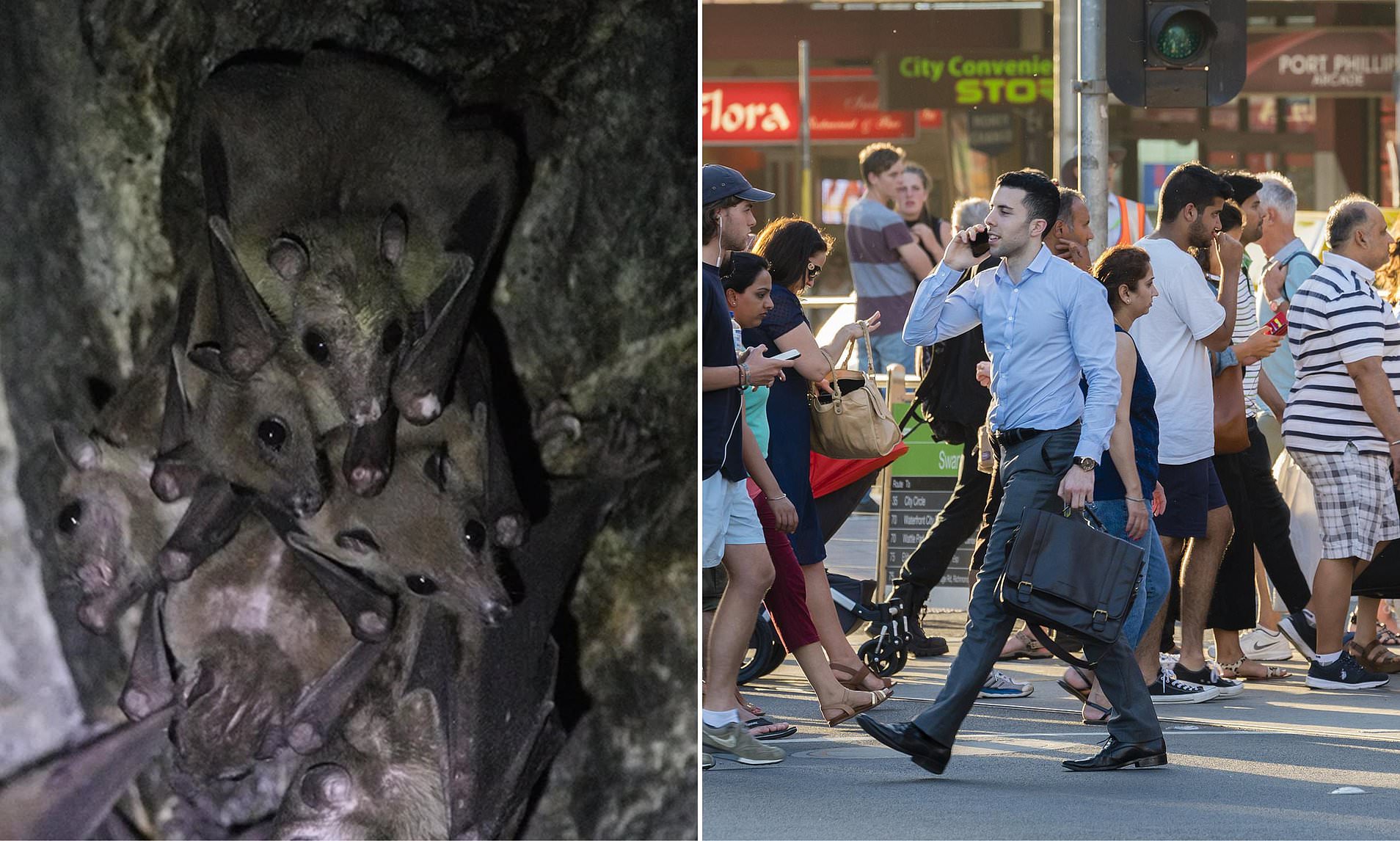 Alarming Discovery in China Sparks Fears of Virus Spread to Australia