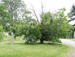New Initiative Seeks to Restore Functionally Extinct American Chestnut Trees Across New York City New Initiative Seeks to Restore Functionally Extinct American Chestnut Trees Across New York City