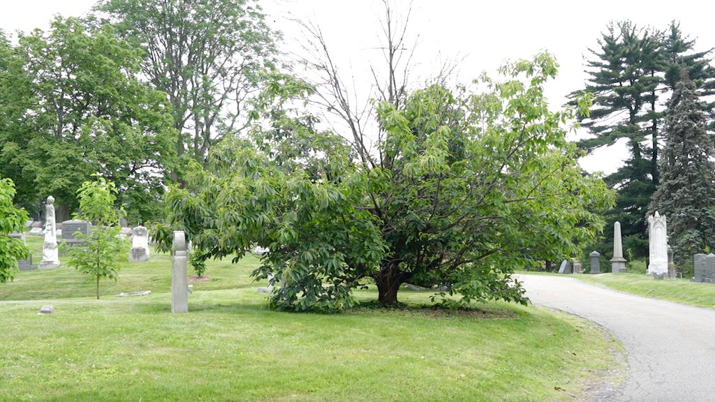 New Initiative Seeks to Restore Functionally Extinct American Chestnut Trees Across New York City
