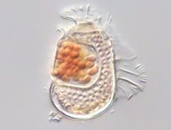 Mysterious Cellular Anomaly Redefines the Very Essence of Life