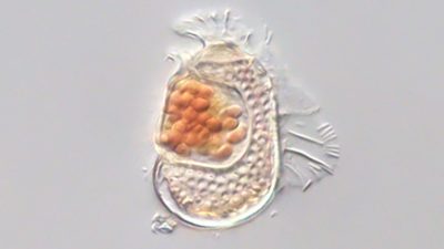Mysterious Cellular Anomaly Redefines the Very Essence of Life