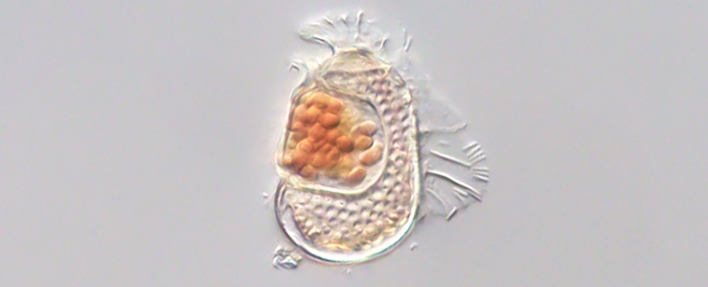 Mysterious Cellular Anomaly Redefines the Very Essence of Life