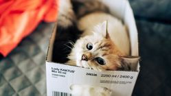 Fakta Menakjubkan! Kucing Meniru Perilaku Manusia dengan Akurasi 81%