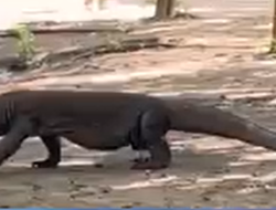 Komodo Dragon Keeper’s Journey to Indonesia with BioPark