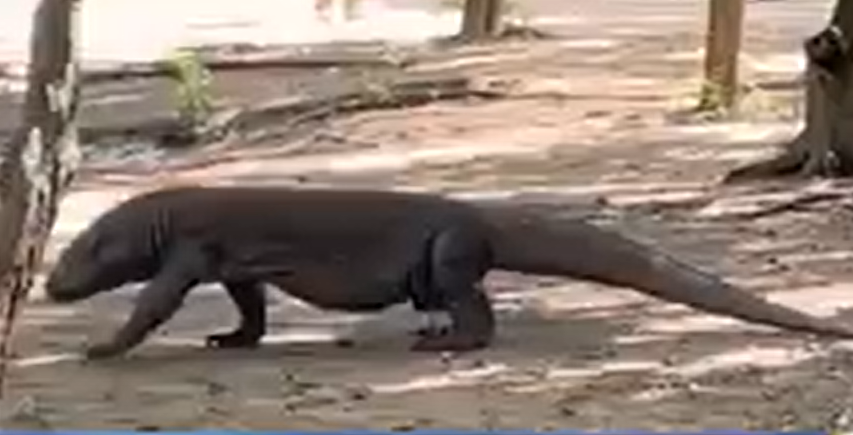 Komodo Dragon Keeper’s Journey to Indonesia with BioPark