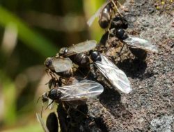 Swarm of Flying Ants Set to Take Over Wiltshire This Mating Season
