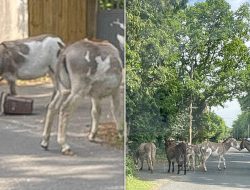 Eco-Bins Spark Donkey Invasion in New Forest Village, Igniting Furious Backlash Eco-Bins Spark Donkey Invasion in New Forest Village, Igniting Furious Backlash