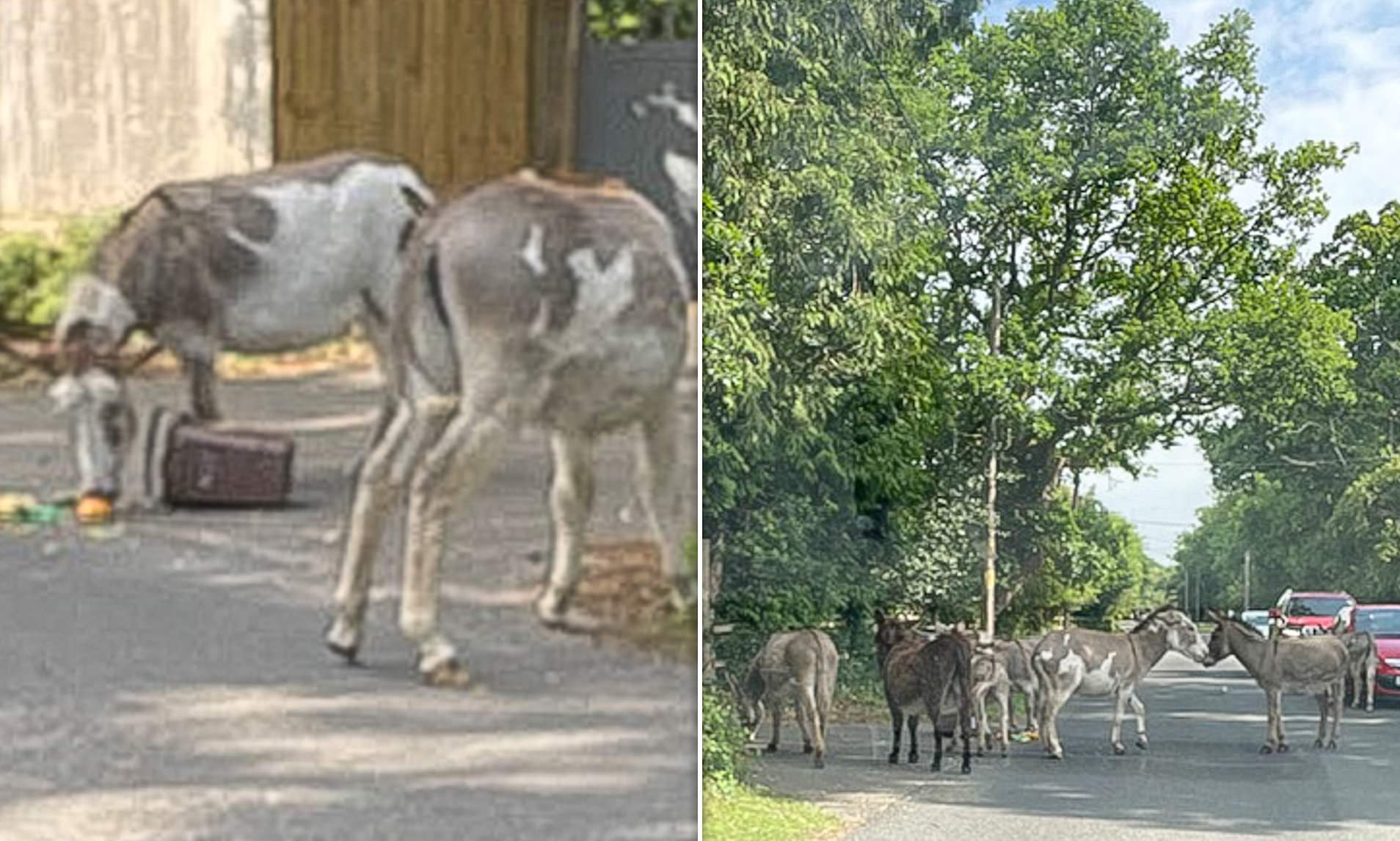 Eco-Bins Spark Donkey Invasion in New Forest Village, Igniting Furious Backlash