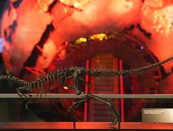 Discover Enigmacursor: London’s Natural History Museum Unveils New Dinosaur Species