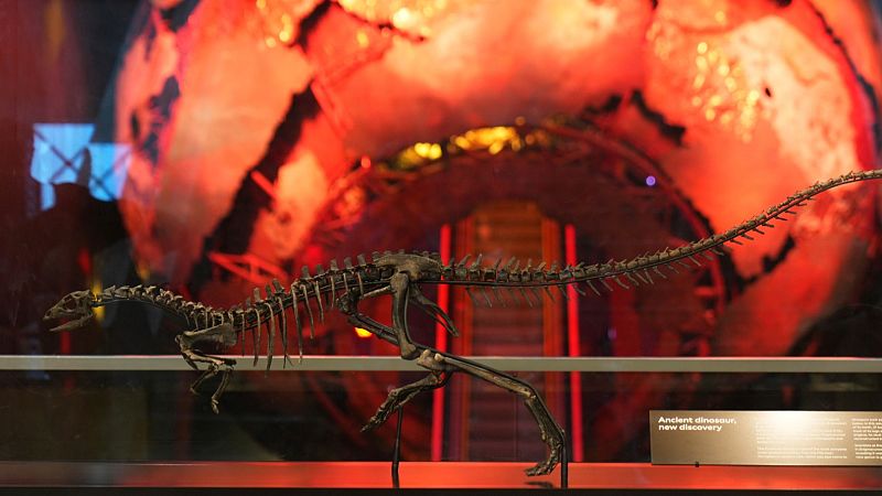 Discover Enigmacursor: London’s Natural History Museum Unveils New Dinosaur Species