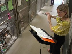 US Animal Shelters Turn to Live Music to Calm Anxious Pets