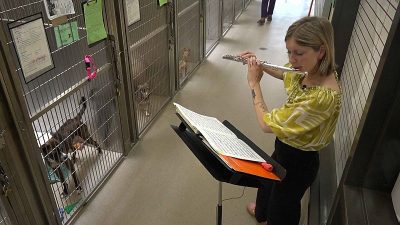 US Animal Shelters Turn to Live Music to Calm Anxious Pets