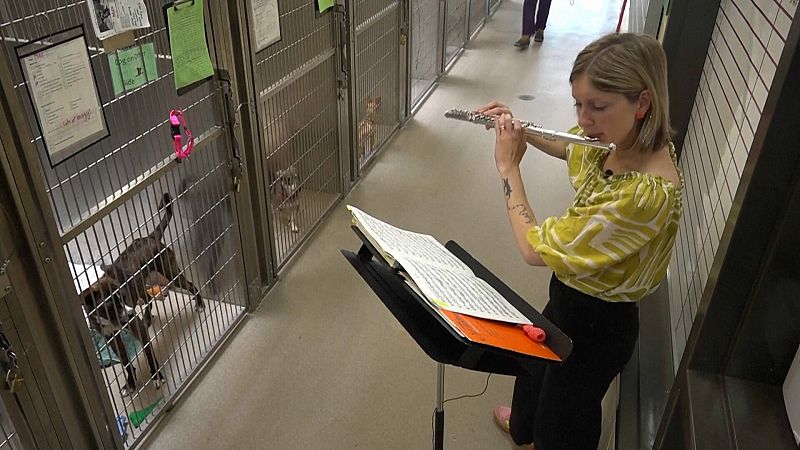US Animal Shelters Turn to Live Music to Calm Anxious Pets