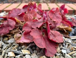 Why Is Your Heuchera Wilting? 5 Common Problems and Quick Fixes Why Is Your Heuchera Wilting? 5 Common Problems and Quick Fixes