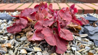 Why Is Your Heuchera Wilting? 5 Common Problems and Quick Fixes