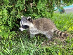 Heartwarming Tale: Rescued Orphaned Raccoon Finds Perfect Match in Gentle German Shepherd