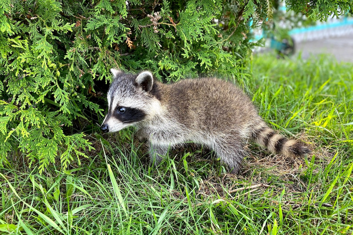 Heartwarming Tale: Rescued Orphaned Raccoon Finds Perfect Match in Gentle German Shepherd