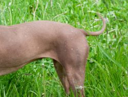 Pig-Man in Pink: Viral Video Shows Dog’s Hilarious Elephant Bottom Boogie Pig-Man in Pink: Viral Video Shows Dog’s Hilarious Elephant Bottom Boogie