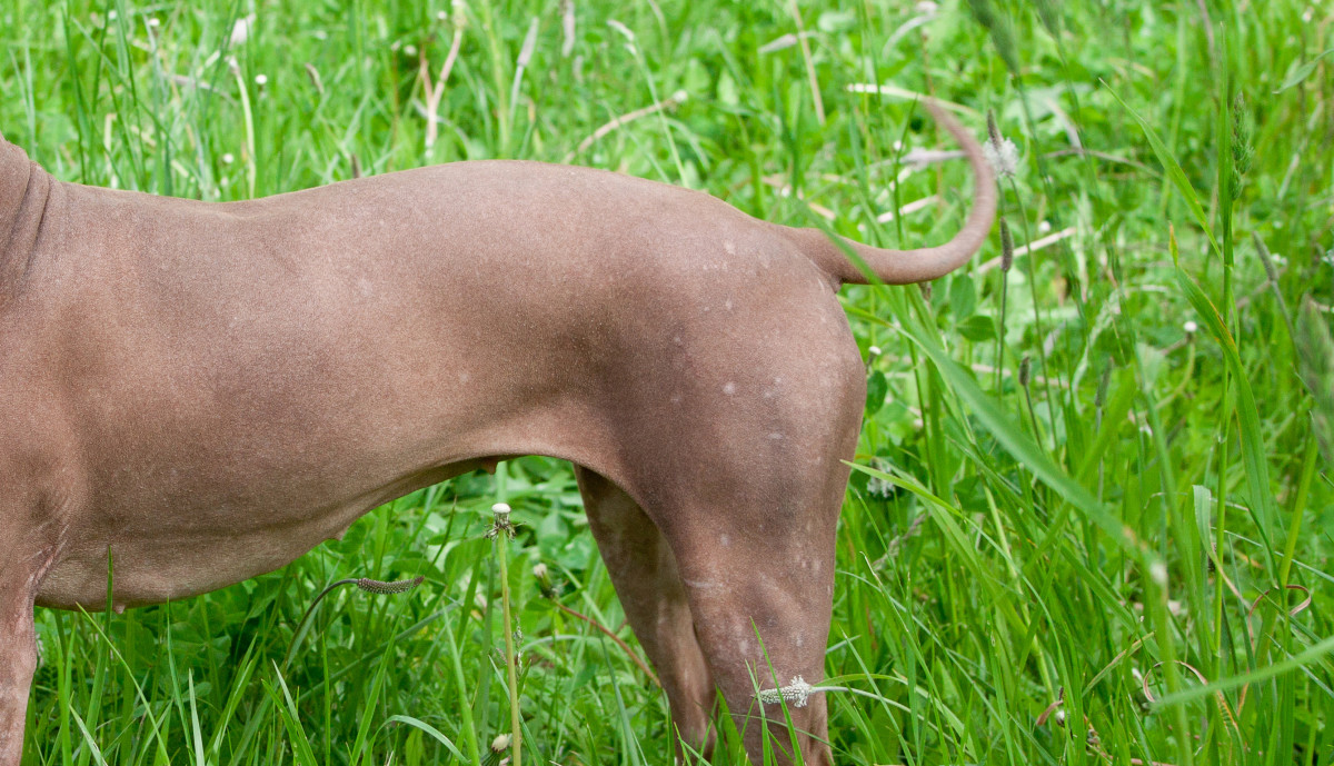 Pig-Man in Pink: Viral Video Shows Dog’s Hilarious Elephant Bottom Boogie