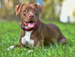 Rescue Pit Bull Turns Into a ‘Pterodactyl’ When She Smells the Burger Rescue Pit Bull Turns Into a ‘Pterodactyl’ When She Smells the Burger