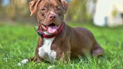 Rescue Pit Bull Turns Into a ‘Pterodactyl’ When She Smells the Burger