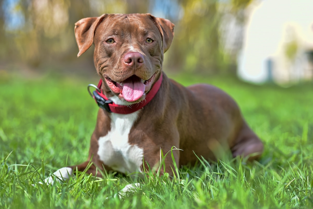 Rescue Pit Bull Turns Into a ‘Pterodactyl’ When She Smells the Burger