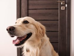 Rescued Kitten Behind the Door Steals Golden Retriever’s Heart: Pure Adorability!