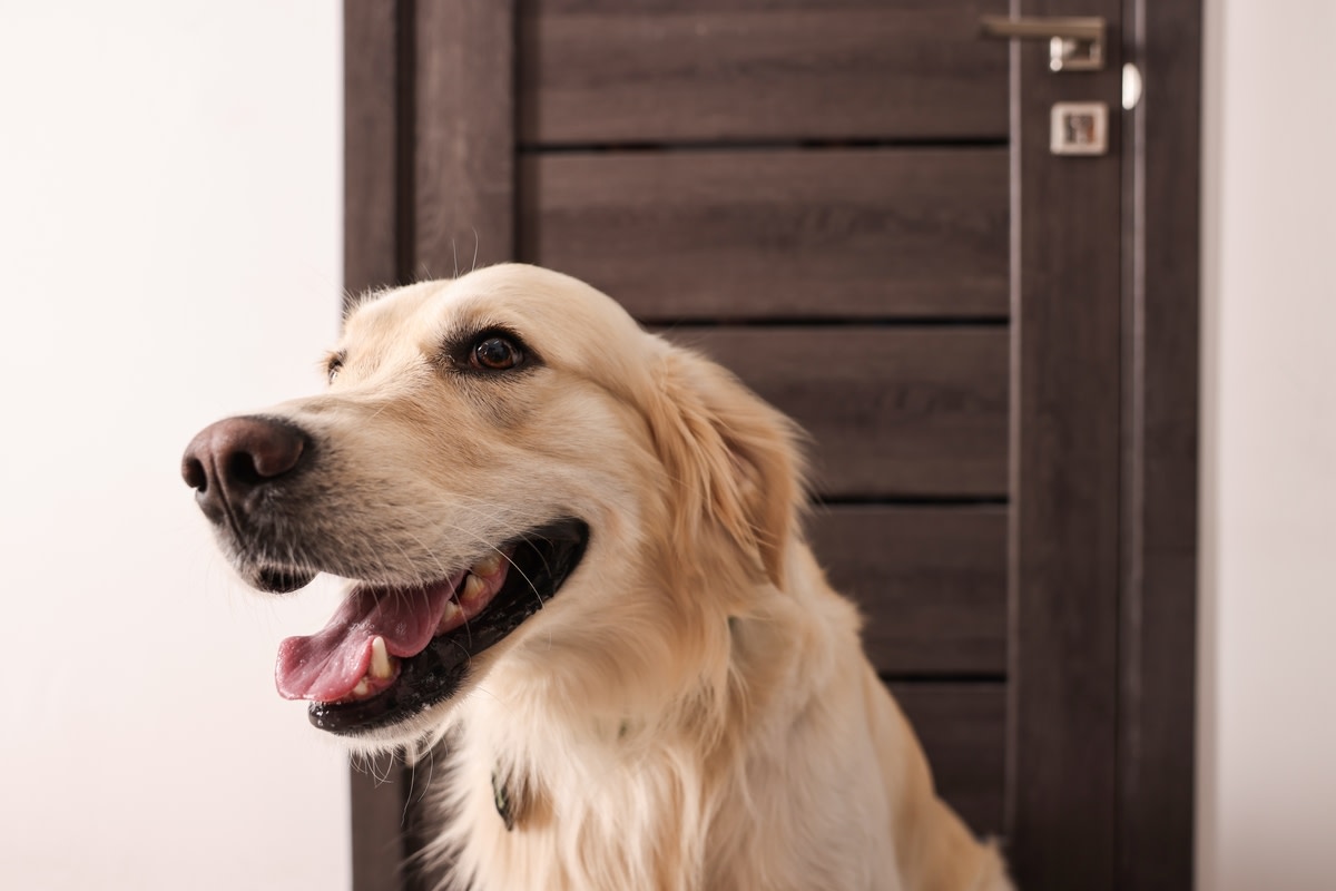 Rescued Kitten Behind the Door Steals Golden Retriever’s Heart: Pure Adorability!