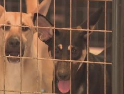 Austin Nonprofit Cools Things Down: A/C Units Donated to Texas Humane Heroes Austin Nonprofit Cools Things Down: A/C Units Donated to Texas Humane Heroes