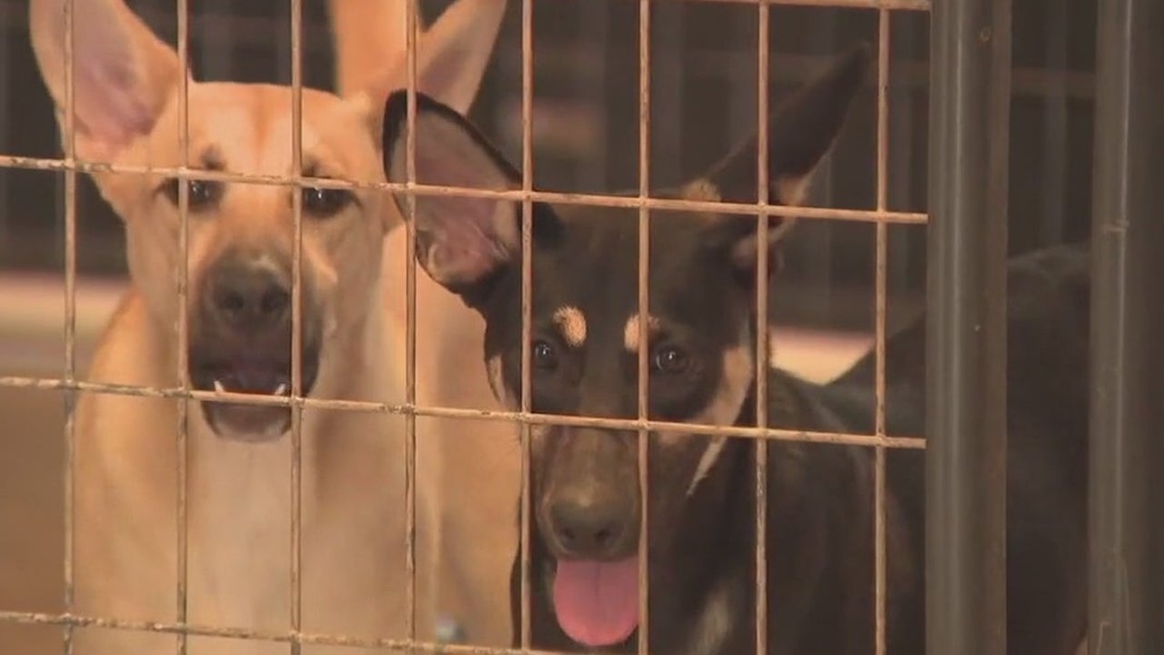 Austin Nonprofit Cools Things Down: A/C Units Donated to Texas Humane Heroes