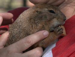 From Mange to Miracle: Wilson the Abilene Prairie Dog Turns Advocate